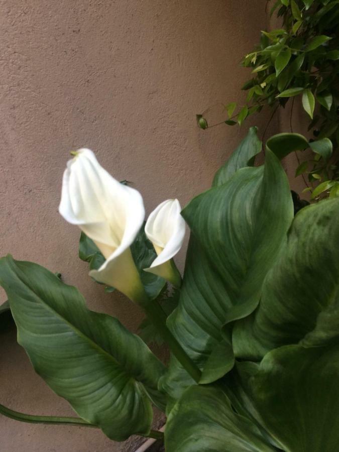 شقة Giardino Segreto - History And Design بولونيا المظهر الخارجي الصورة